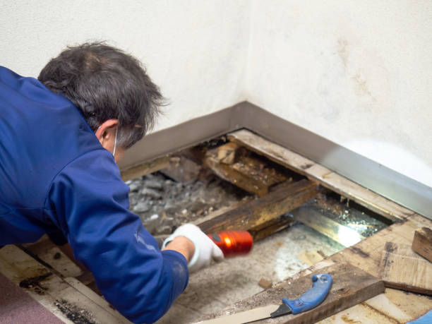 Trusted Galliano, LA Mold Removal Experts