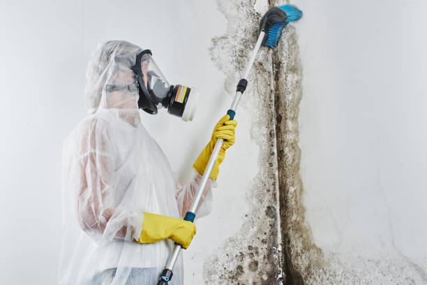 Best Mold Cleaning Services  in Galliano, LA