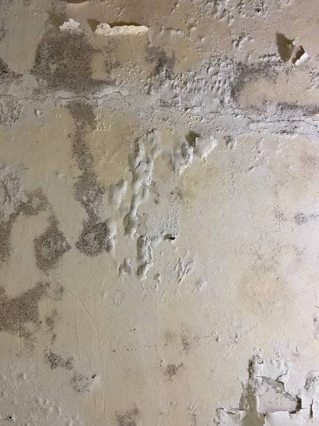 Best Mold Damage Repair  in Galliano, LA