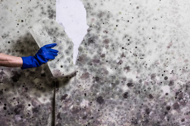 Best Local Mold Removal Service  in Galliano, LA